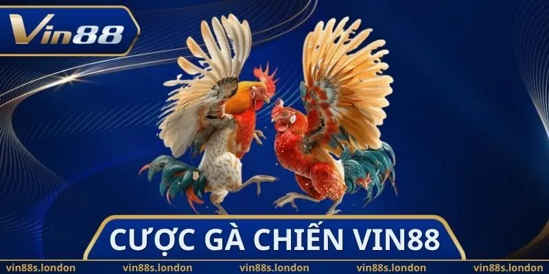 Cược Gà Chiến Vin88