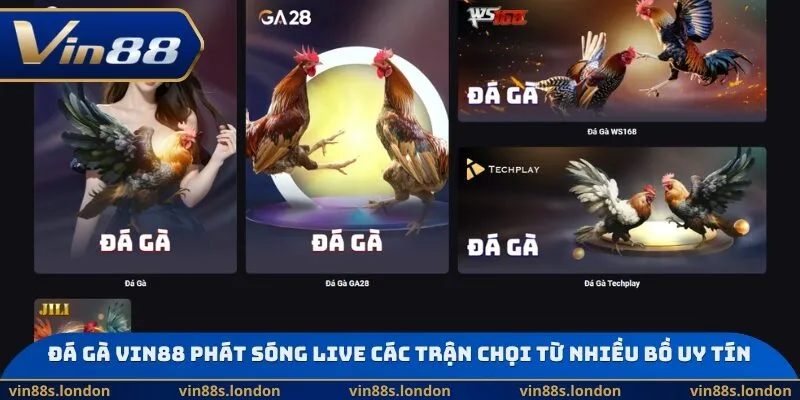 Đá gà Vin88 phát sóng live các trận chọi từ nhiều bồ uy tín