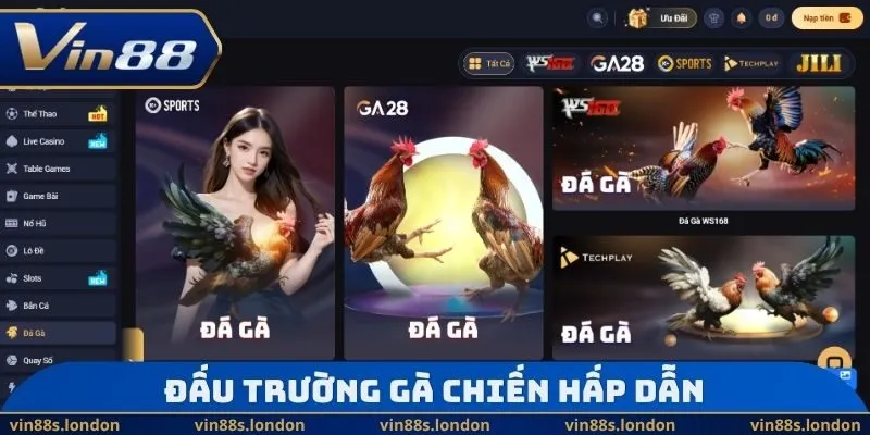 Đấu trường gà chiến hấp dẫn