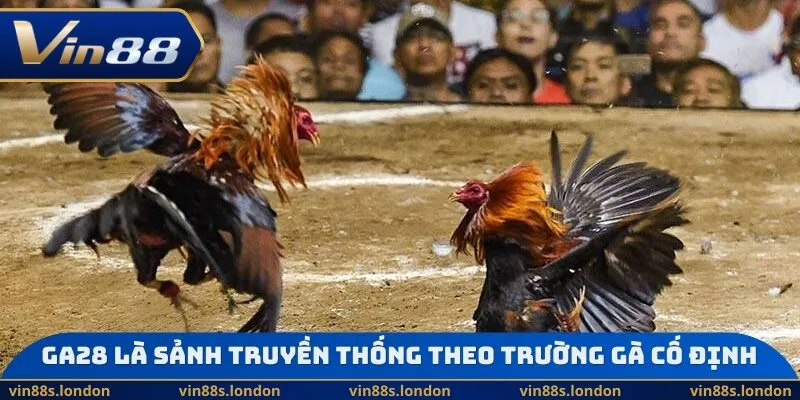 GA28 là sảnh truyền thống theo trường gà cố định