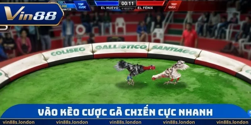 Vào kèo cược gà chiến cực nhanh